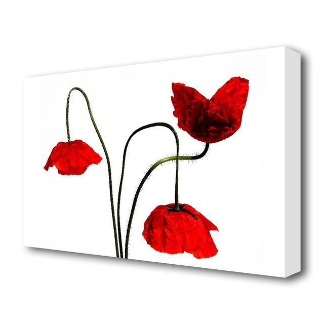 Stunning Trio Of Poppys Flowers Canvas Print Wall Art East Urban Home Size: 66 cm H x 101.6 cm W on Productcaster.