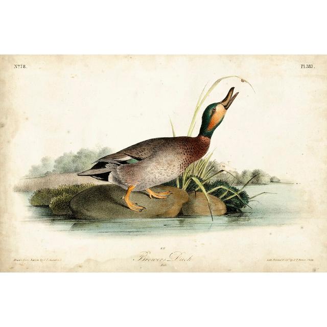 Audubon Ducks V by John Audubon - Wrapped Canvas Painting Brambly Cottage Size: 81cm H x 122cm W on Productcaster.