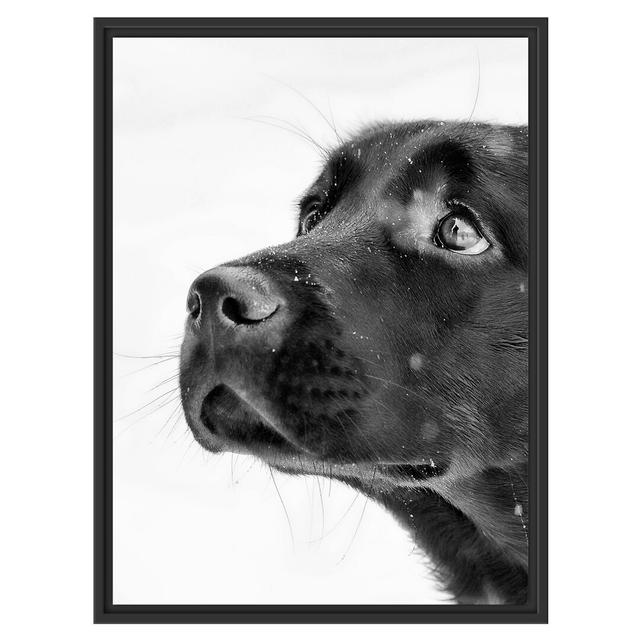 Schwarzer Labrador Gerahmter Fotokunstdruck East Urban Home Farbe: Grau, Größe: 80 cm H x 60 cm B x 2,4 cm T on Productcaster.