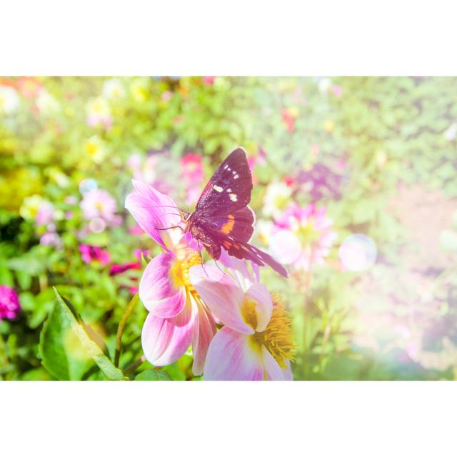 Vici Butterfly On Flower by Nitimongkolchai - Wrapped Canvas Photograph Marlow Home Co. Size: 20cm H x 30cm W x 3.8cm D on Productcaster.