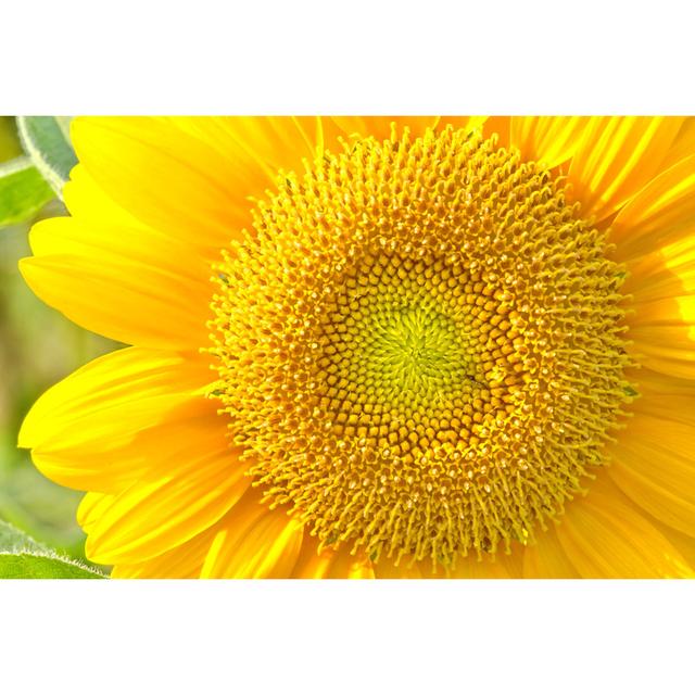 Aldred Closeup Of Sunflower - Wrapped Canvas Print Brambly Cottage Size: 61cm H x 91cm W x 3.8cm D on Productcaster.