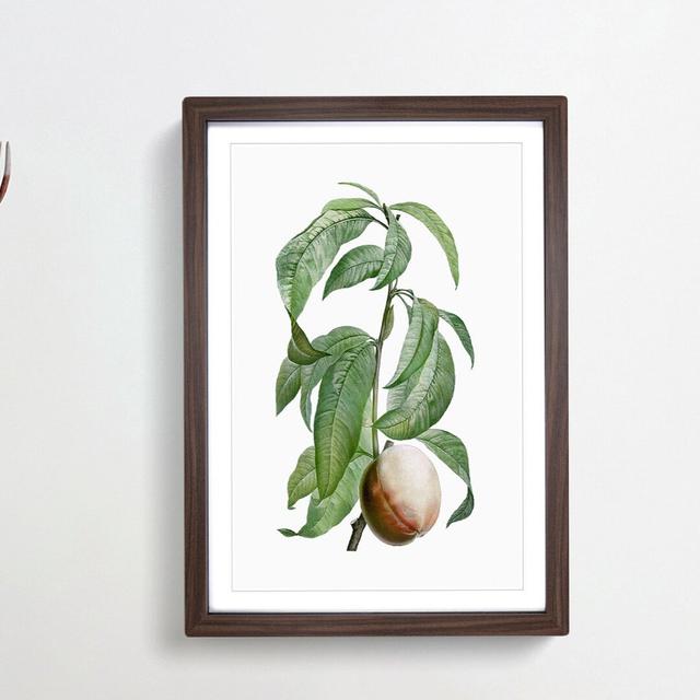 Peach on a Branch by Pierre-Joseph Redoute - Picture Frame Painting Print East Urban Home Frame Option: Walnut Framed, Size: 48cm H x 36cm W x 2cm D on Productcaster.