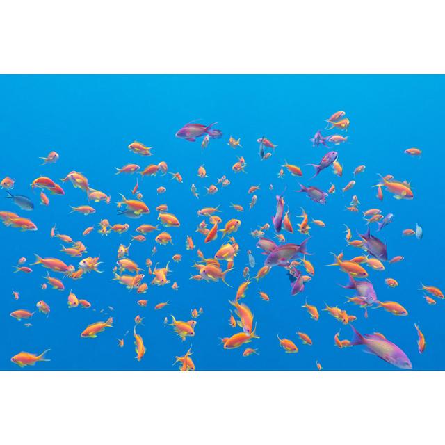 Shoal Of Exotic Fishes 618028950 House of Hampton Size: 51cm H x 76cm W x 3.8cm D on Productcaster.