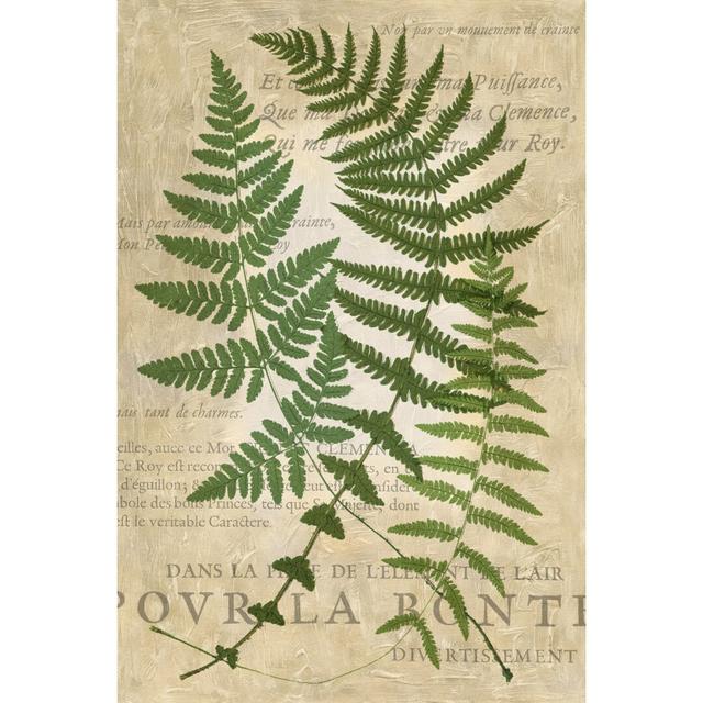 Fern Folio I by Vision Studio - Wrapped Canvas Painting Print Fernleaf Size: 30cm H x 20cm W on Productcaster.