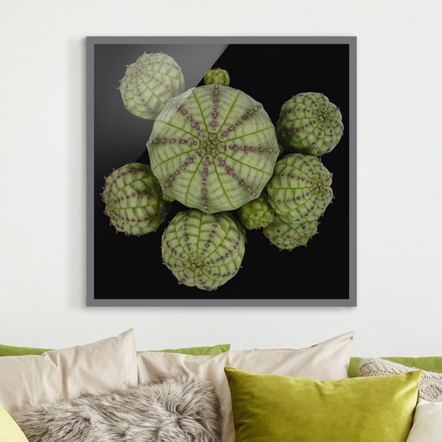 Picture With Frame - Euphorbia - Sea Urchinacea - Square 1:1 Highland Dunes Frame Option: Grey Framed on Productcaster.