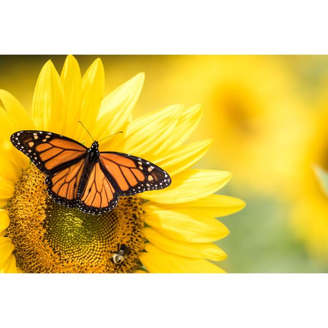 Bonaire Butterfly on Sunflowers by Rabbitti - Wrapped Canvas Photograph Brambly Cottage Size: 51cm H x 76cm W x 3.8cm D on Productcaster.