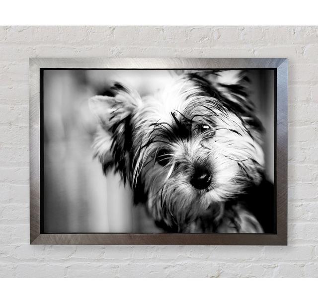 Cute Yorkshire Terrier - Single Picture Frame Art Prints Bright Star Size: 42cm H x 59.7cm W on Productcaster.