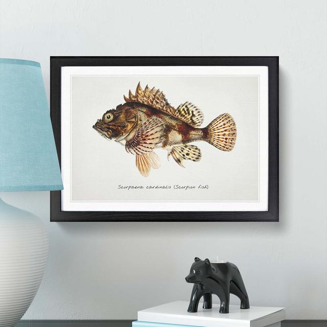 Illustration of a Scorpion Fish by F.E. Clarke - Picture Frame Graphic Art Print on MDF East Urban Home Size: 48cm H x 65cm W x 2cm D, Frame Option: B on Productcaster.