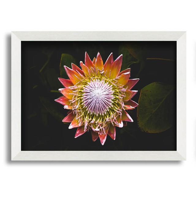 Star Big Flower - Single Picture Frame Art Prints Latitude Run Size: 29.7cm H x 42cm W x 10cm D on Productcaster.