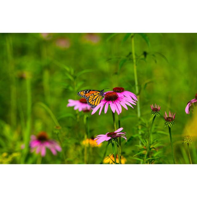 Monarch Butterfly by Jeffengeloutdoors.com - Wrapped Canvas Art Prints 17 Stories Size: 90cm H x 60cm W on Productcaster.