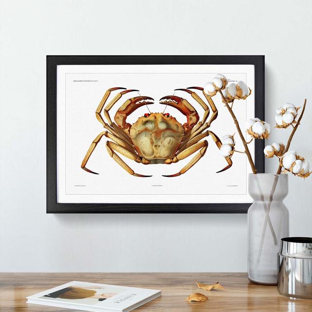 Atlantic Crab by Albert I - Picture Frame Painting Print on Paper East Urban Home Frame Option: Black Framed, Size: 24cm H x 33cm W x 2cm D on Productcaster.