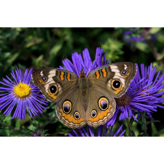 Roncy Junonia Coenia by McKinneMike - Wrapped Canvas Print Ebern Designs Size: 20cm H x 30cm W x 3.8cm D on Productcaster.