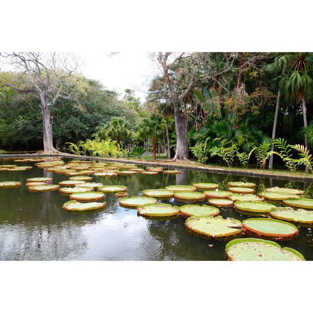 Mulkeytown Mulkeytown Giant Water Lily by Martin Helgemeir - Print Bay Isle Home Size: 51cm H x 76cm W x 3.8cm D on Productcaster.