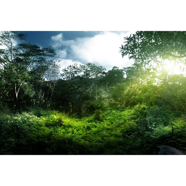 Sunset in Jungle - Wrapped Canvas Photograph Union Rustic Size: 51cm H x 76cm W x 3.8cm D on Productcaster.