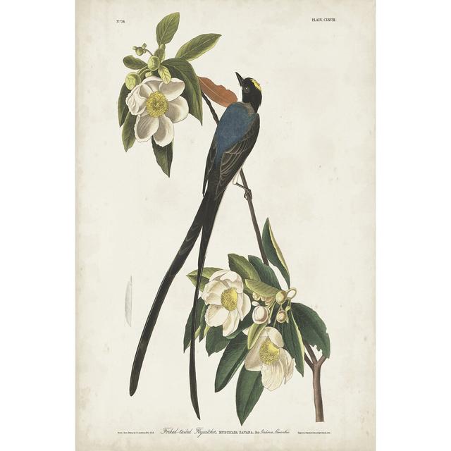 Pl 168 Fork-Tailed Flycatcher by John Audubon - Wrapped Canvas Painting Print Marlow Home Co. Size: 76cm H x 51cm W on Productcaster.