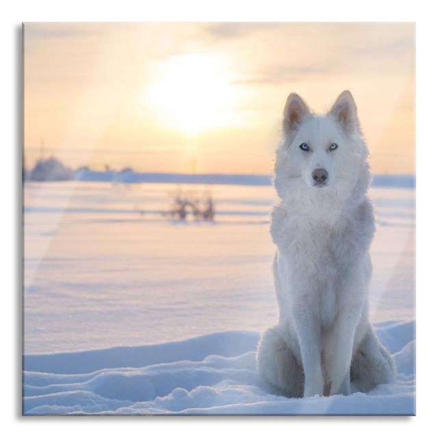 White Wolf in the Snow - Unframed Photograph on Glass Brayden Studio Size: 80cm H x 80cm W x 0.4cm D on Productcaster.