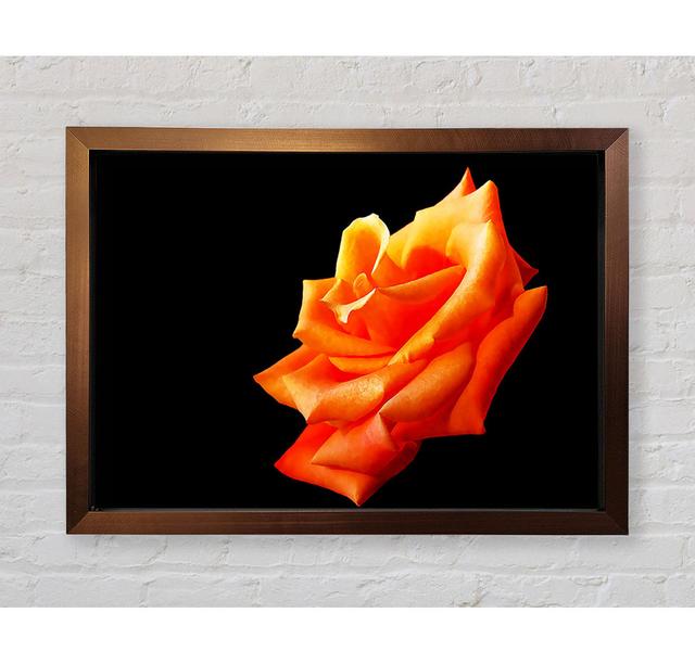 Single Orange Rose In Bloom - Single Picture Frame Art Prints Bright Star Size: 59.7cm H x 84.1cm W x 3.4cm D on Productcaster.