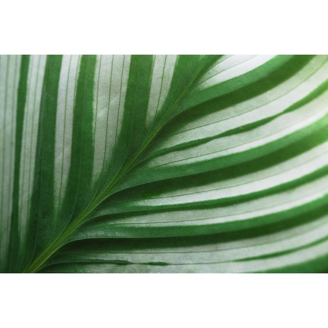 Green Striped Calathea by Jennifer Kosig - No Frame Print on Canvas 17 Stories Size: 20cm H x 30cm W on Productcaster.