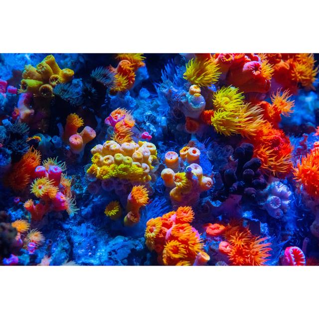 Coral Reef by Tobiasjo - No Frame Print on Canvas House of Hampton Size: 20cm H x 30cm W on Productcaster.