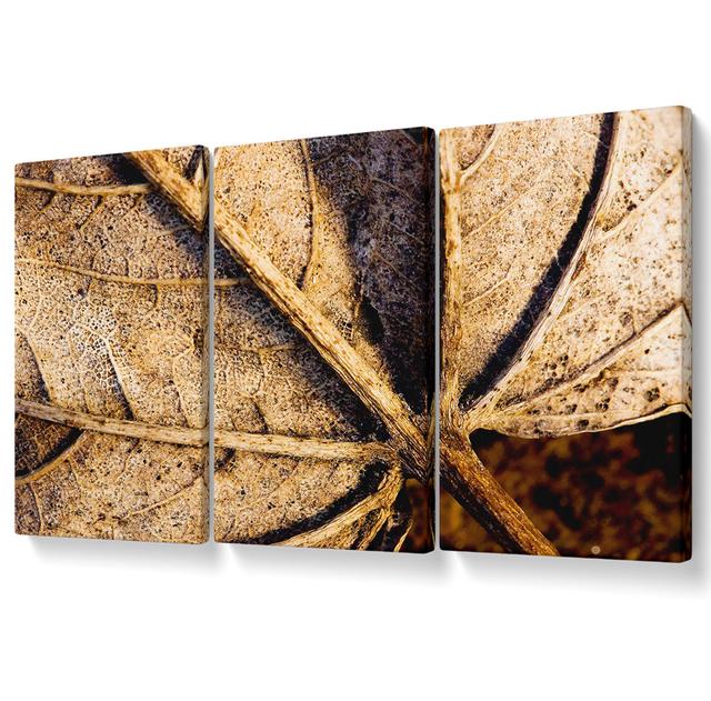 The Life of a Leaf Chocolate - 3 Piece Wrapped Canvas Graphic Art Ebern Designs Size: 81.3cm H x 163cm W on Productcaster.