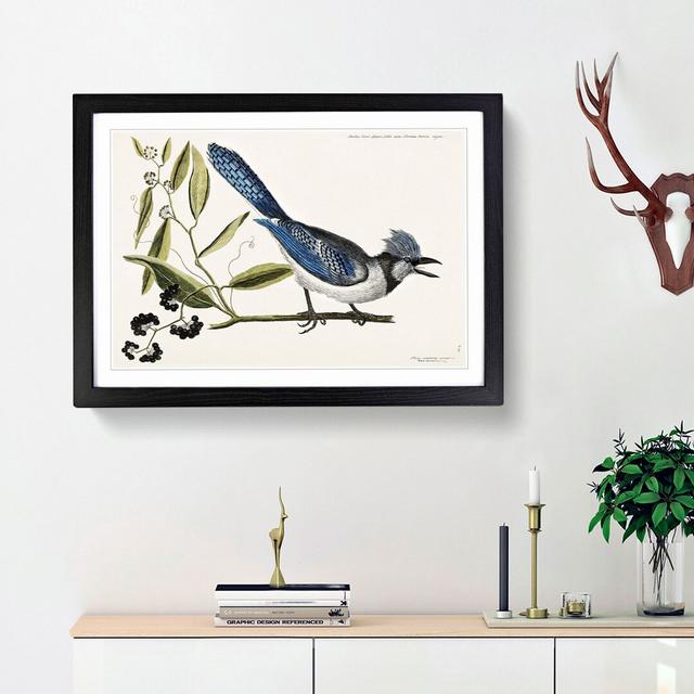 Crested Blue-Jay by Mark Catesby - Picture Frame Painting Print East Urban Home Size: 48cm H x 65cm W x 2cm D, Frame Option: Black Framed on Productcaster.