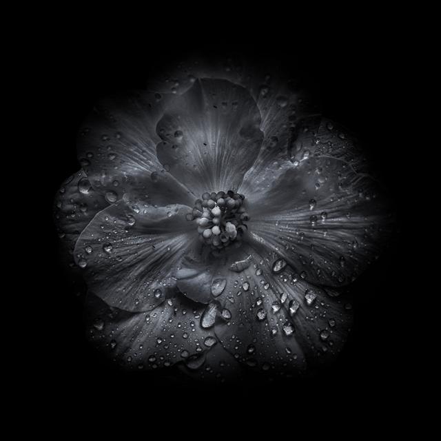 Black And White Petunia III by Brian Carson - Wrapped Canvas Print Latitude Run Size: 122cm H x 122cm W on Productcaster.