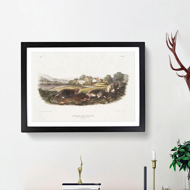 American Shrew Moles by J.W. Audubon - Picture Frame Painting Print on Paper East Urban Home Size: 24cm H x 33cm W x 2cm D, Frame Option: Black Framed on Productcaster.