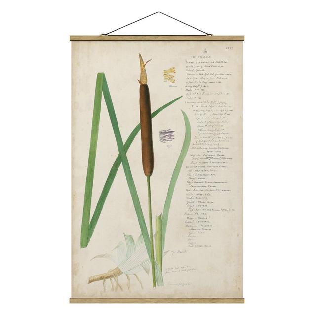 Wandbild Vintage Botany Drawing Grasses II Sommerallee Größe: 120 cm H x 80 cm B x 0,3 cm T on Productcaster.