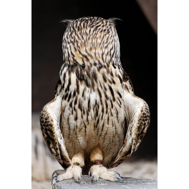 Owl with Turned Head by Chris Swanepoel - Wrapped Canvas Photograph Union Rustic Size: 76cm H x 51cm W x 3.8cm D on Productcaster.