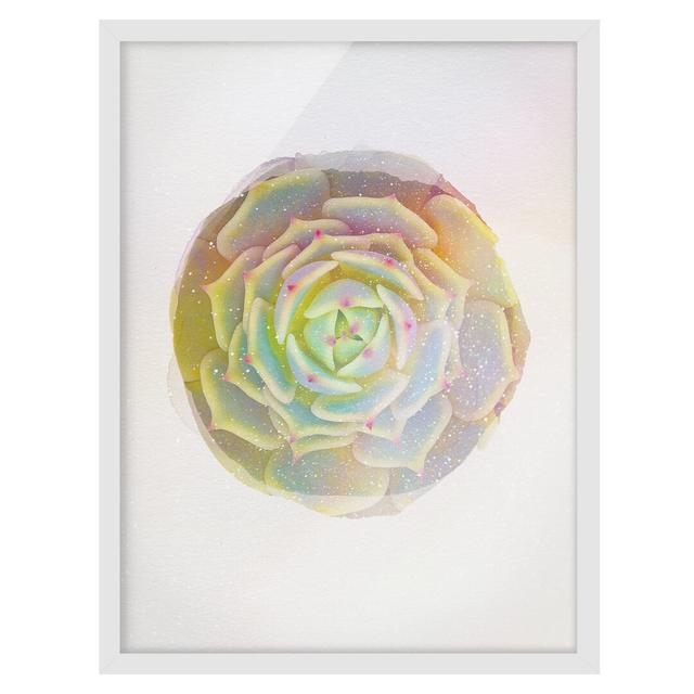 Echeveria Ben Badis - Picture Frame Graphic Art Bay Isle Home Size: 40cm H x 30cm W x 2cm D, Frame Option: White Framed on Productcaster.