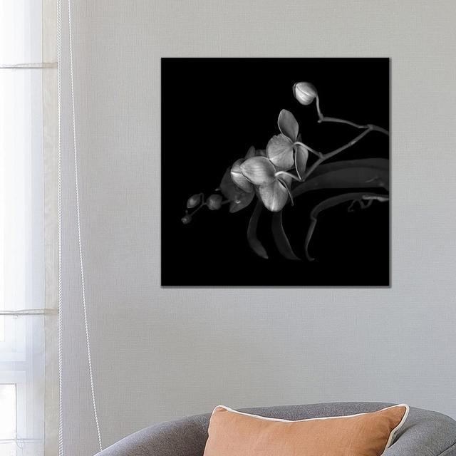 Orchid Purple, B&W by - Wrapped Canvas Latitude Run Size: 66.04cm H x 66.04cm W x 3.81cm D on Productcaster.