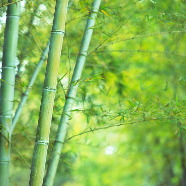 Asian Bamboo Forest - Wrapped Canvas Art Prints 17 Stories Size: 122cm H x 122cm W on Productcaster.