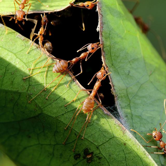 Toluca Red Ants Teamwork by Grass-lifeisgood - Wrapped Canvas Photograph Latitude Run Size: 122cm H x 122cm W x 3.8cm D on Productcaster.