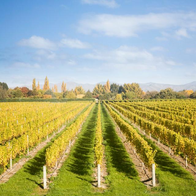 Marlborough Vineyards by Travellinglight - Wrapped Canvas Photograph 17 Stories Size: 30cm H x 30cm W on Productcaster.