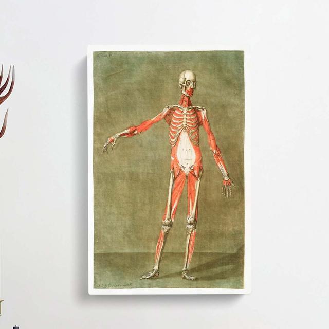 Anatomical Illustration of a Male No. 3 by Gautier-Dagoty - Wrapped Canvas Painting Print East Urban Home Size: 76cm H x 50cm W x 3cm D on Productcaster.