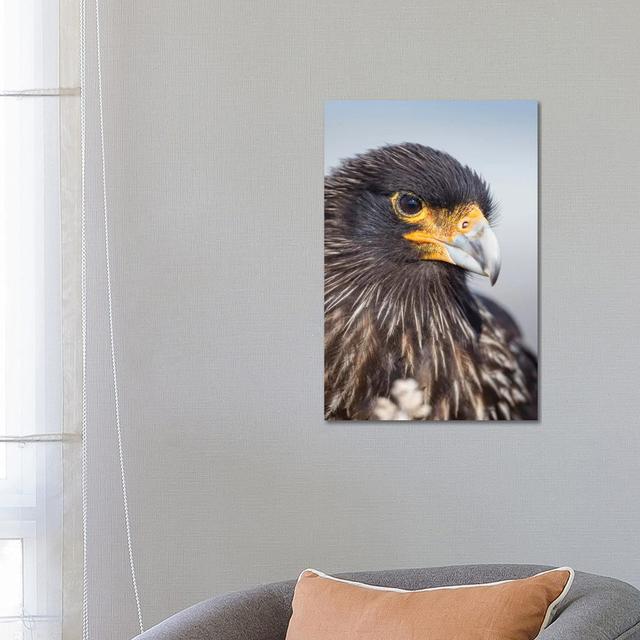 Adult Striated Caracara, Protected, Endemic To The Falkland Islands. by Martin Zwick - Wrapped Canvas Print Alpen Home Size: 66.04cm H x 45.72cm W x 3 on Productcaster.