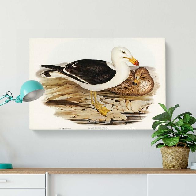 Pacific Gull by Elizabeth Gould - Wrapped Canvas Painting Print East Urban Home Size: 35cm H x 50cm W x 3cm D on Productcaster.