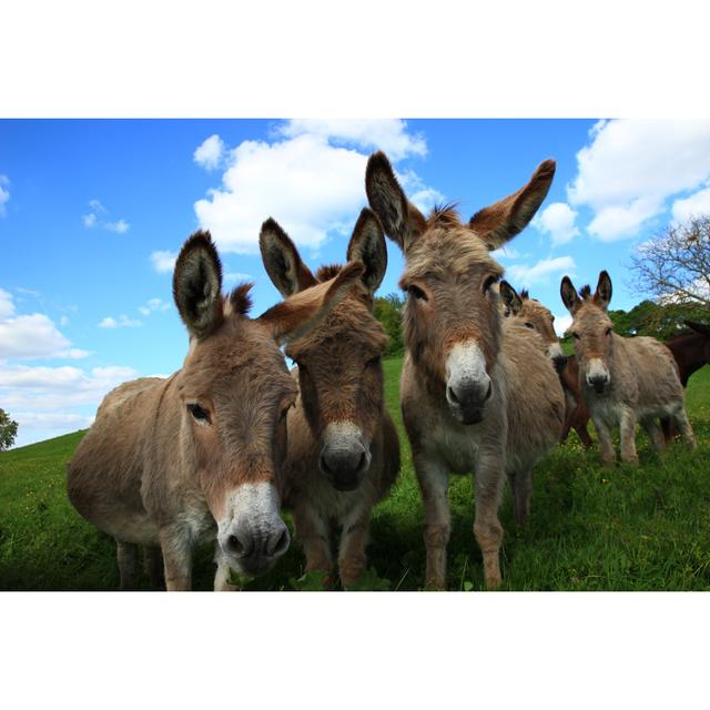 Miranda Donkeys by Damien Calmel - Wrapped Canvas Art Prints Brambly Cottage Size: 120cm H x 80cm W on Productcaster.