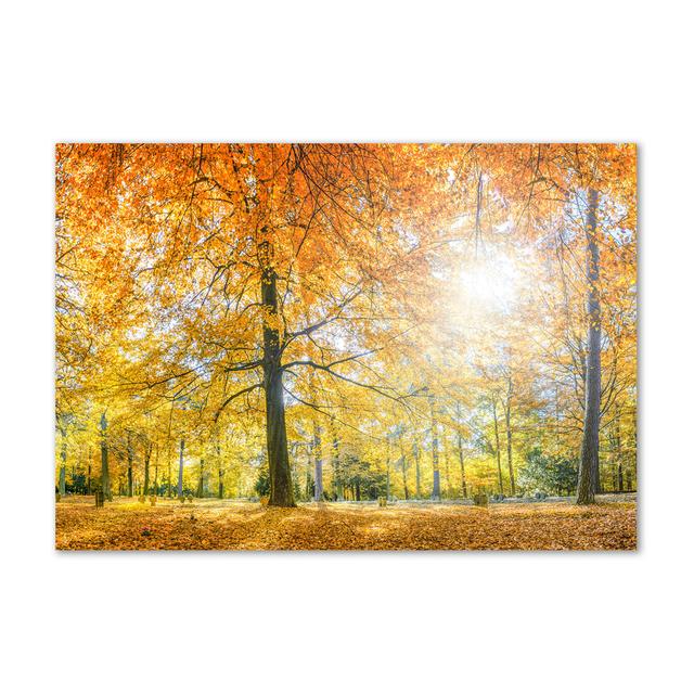 Autumn Forest - Wrapped Canvas Art Prints Union Rustic on Productcaster.