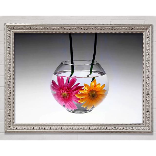 Gerbera Fishbowl B N W Framed Print Ebern Designs Size: 59.7cm H x 84.1cm W on Productcaster.