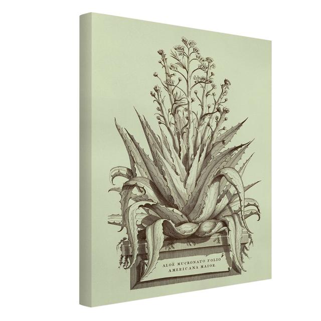 Vintage Aloe Vera Americana Major - Wrapped Canvas Graphic Art Rosalind Wheeler Size: 160cm H x 120cm W, Format: 330g/m³ recycled canvas on Productcaster.