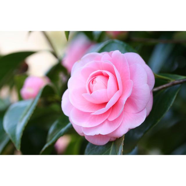 Japanese Camellia by Akispalette - Wrapped Canvas Photograph 17 Stories Size: 61cm H x 91cm W on Productcaster.