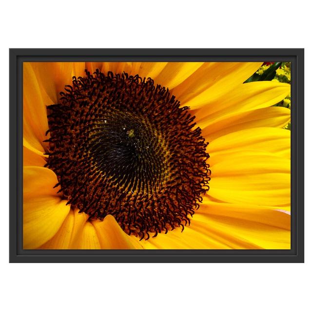 Große anmutige Sonnenblume" Gerahmter Fotodruck East Urban Home Größe: 40 cm H x 55 cm B x 2,4 cm T, Farbe: Gelb/Grau on Productcaster.