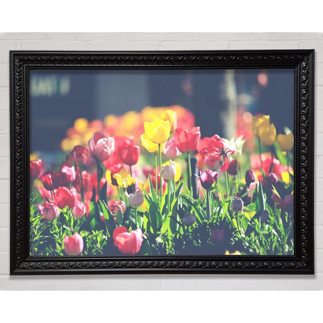 Low Contrast Tulips - Single Picture Frame Art Prints Brayden Studio Size: 100cm H x 141.4cm W on Productcaster.