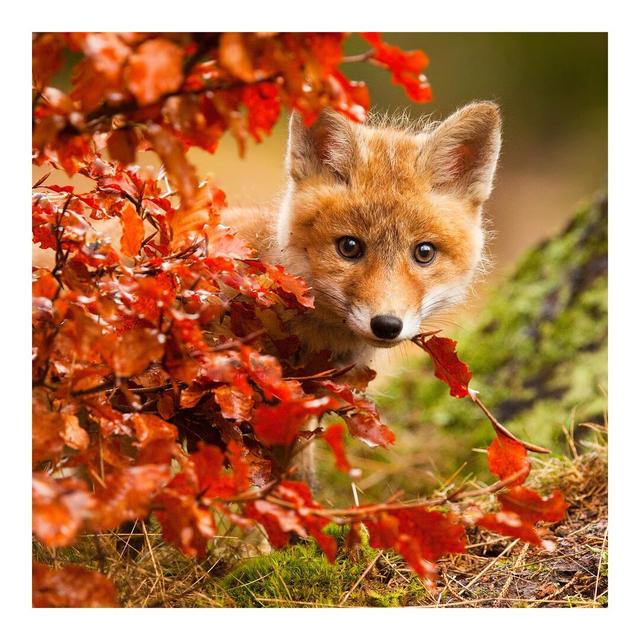 Fox in Autumn Semi-Gloss Wallpaper Roll East Urban Home Size: 1.92m x 192cm, Materialqualität: Premium (150g/m²) on Productcaster.