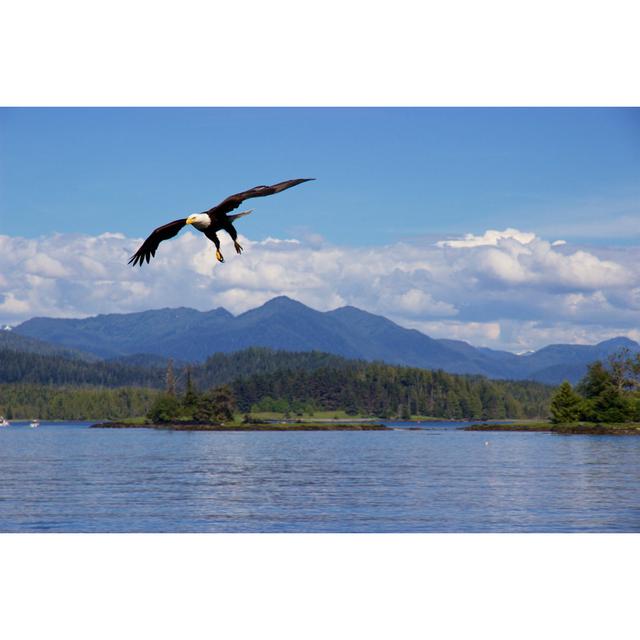 Bald Eagle Flying by katyenka - Wrapped Canvas Photograph Alpen Home Size: 51cm H x 76cm W x 3.8cm D on Productcaster.