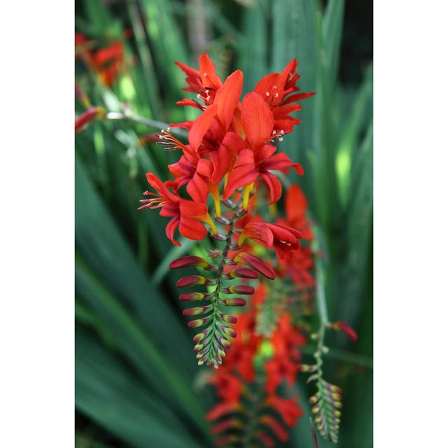 Maina Crocosmia Lucifer Flower - Wrapped Canvas Photograph Pergo Classics Size: 46cm H x 30cm W x 3.8cm D on Productcaster.