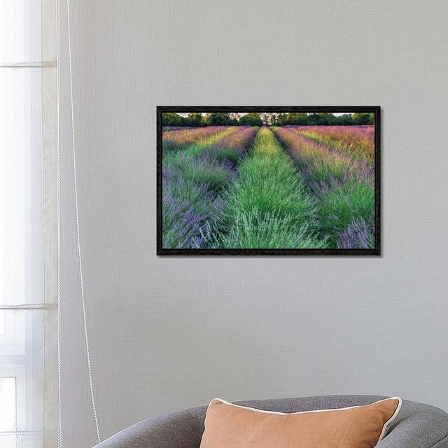 Lavender Farm Fleur De Lis Living Format: Black Framed, Size: 18"H x 26"W on Productcaster.