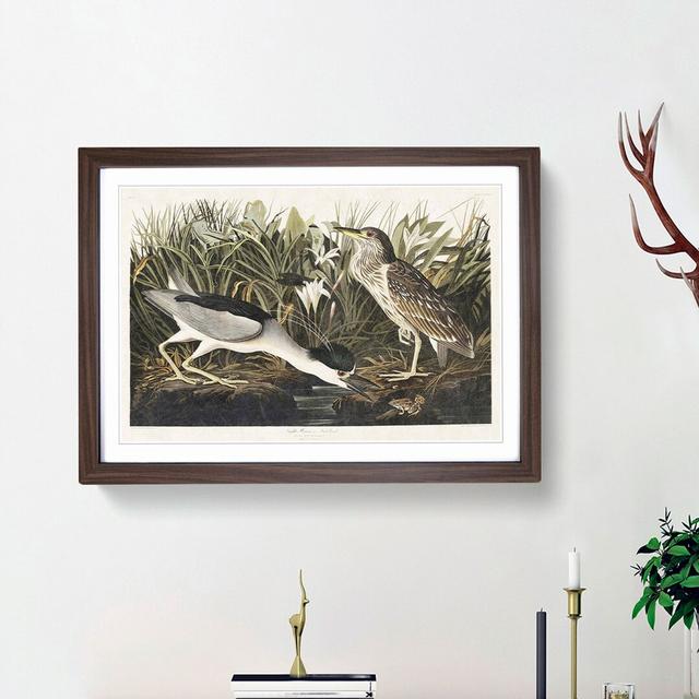 Night Heron by John Audubon - Picture Frame Painting Print on MDF East Urban Home Size: 48cm H x 65cm W x 2cm D, Frame Option: Walnut Framed on Productcaster.