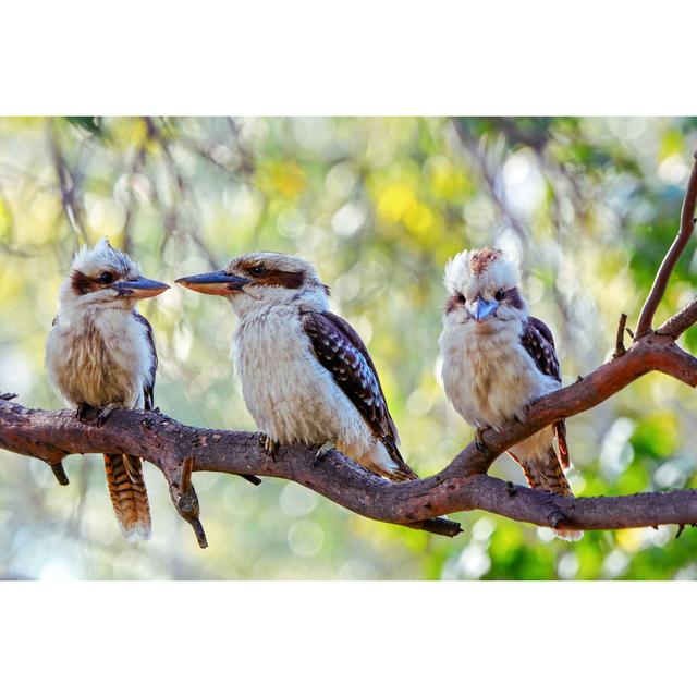 Laughing Kookaburra Family by Tracielouise - Wrapped Canvas Art Prints 17 Stories Size: 61cm H x 91cm W x 3.8cm D on Productcaster.